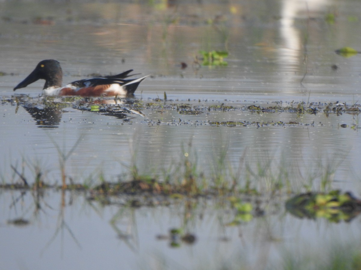 Northern Shoveler - Arulvelan Thillainayagam