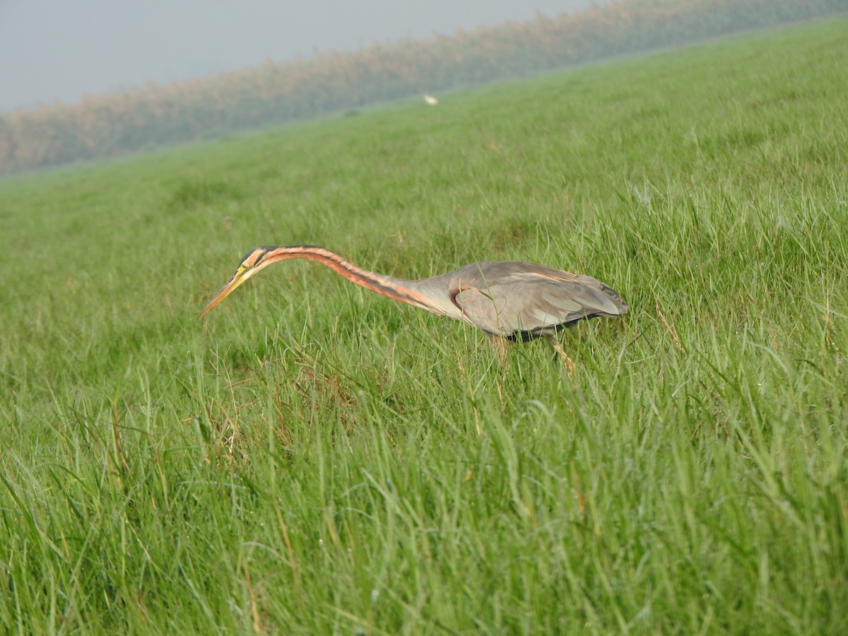 Purple Heron - ML615167958