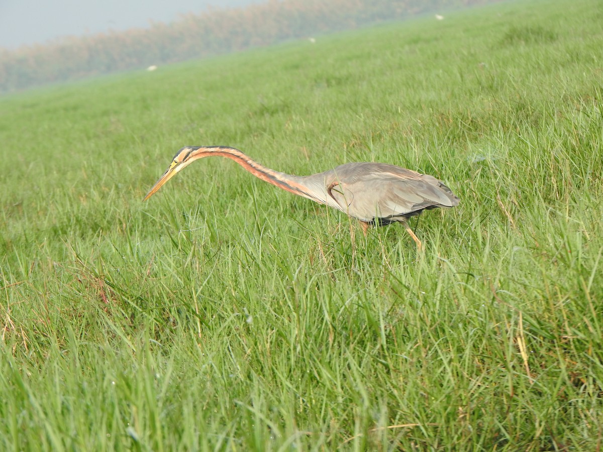 Purple Heron - ML615167959