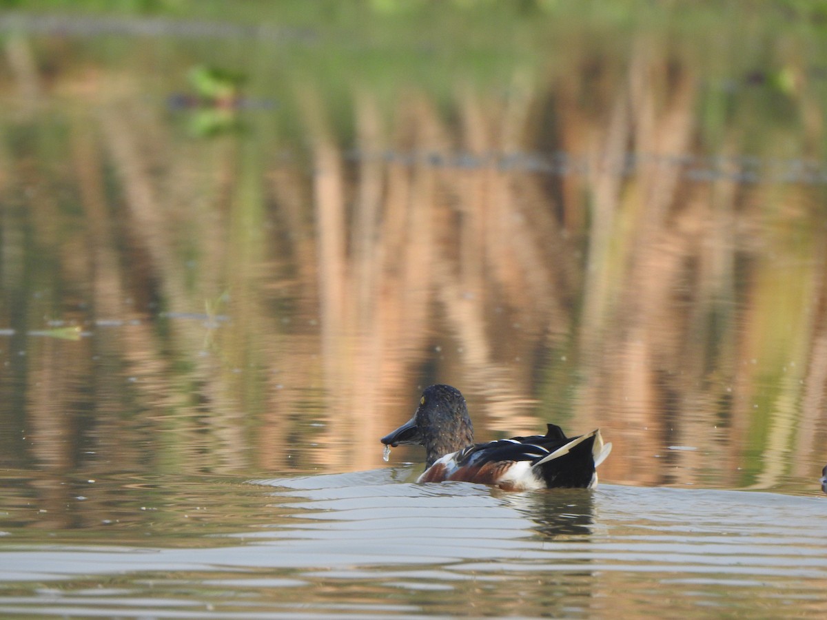 Northern Shoveler - Arulvelan Thillainayagam