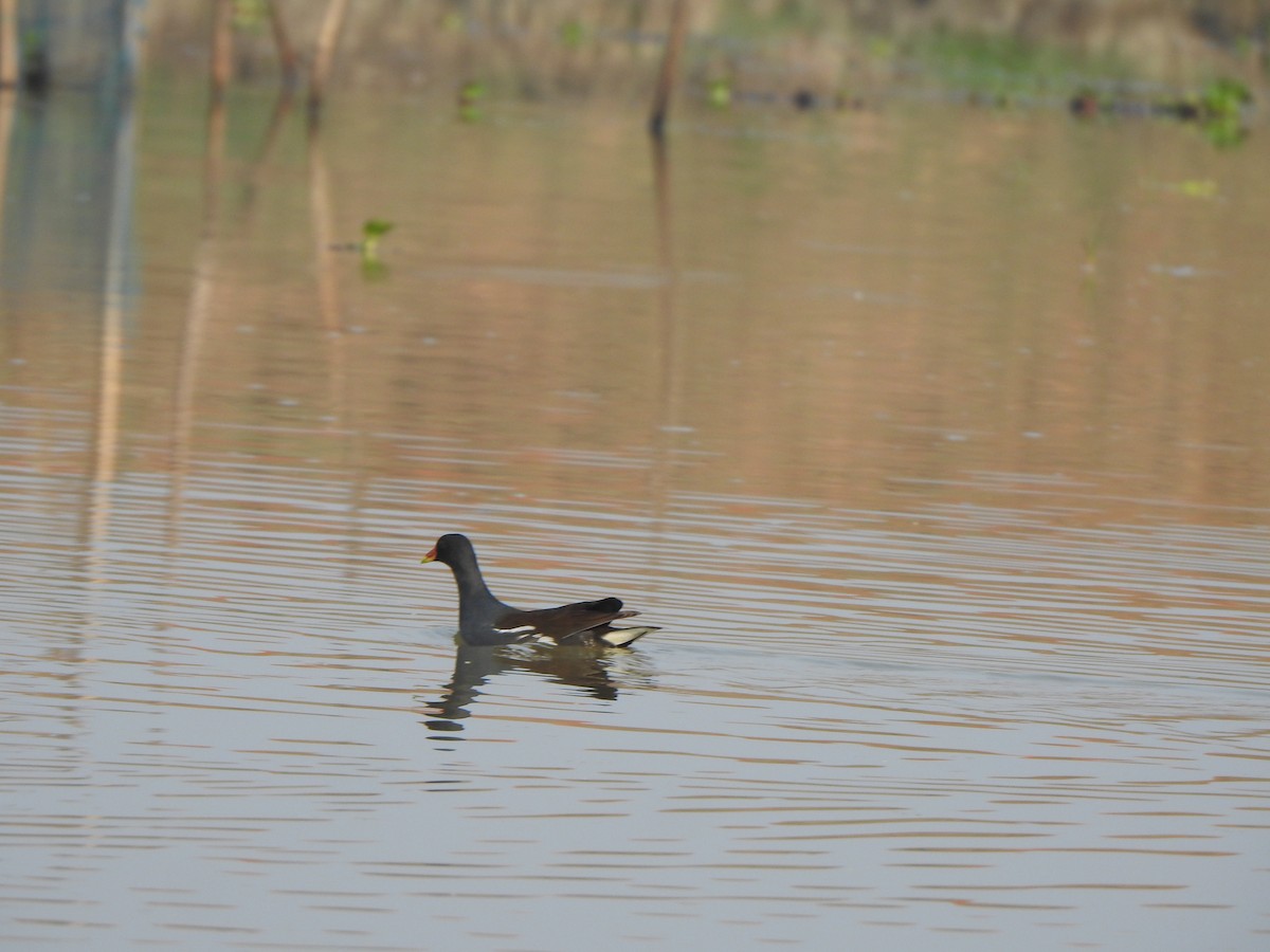 Eurasian Moorhen - ML615167994