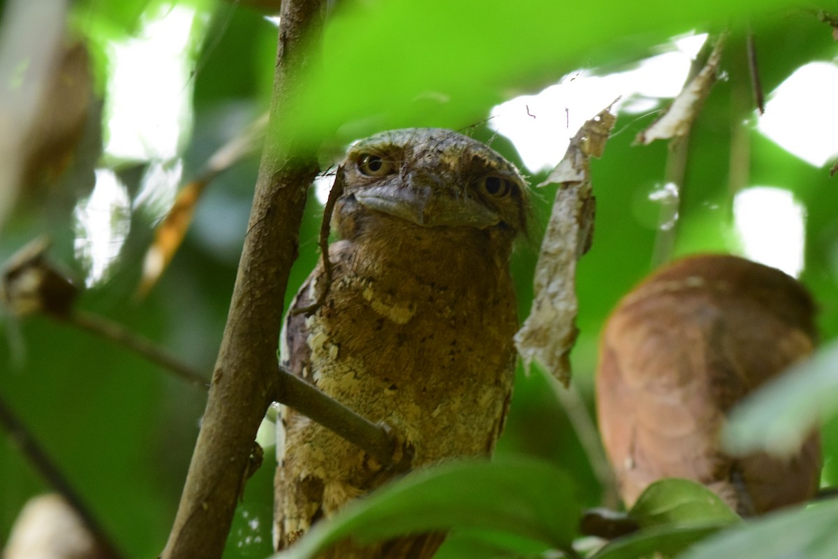Sri Lanka Frogmouth - Karan Shukla