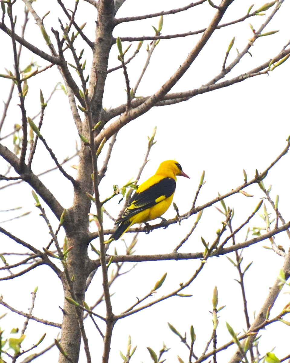 Indian Golden Oriole - ML615168079