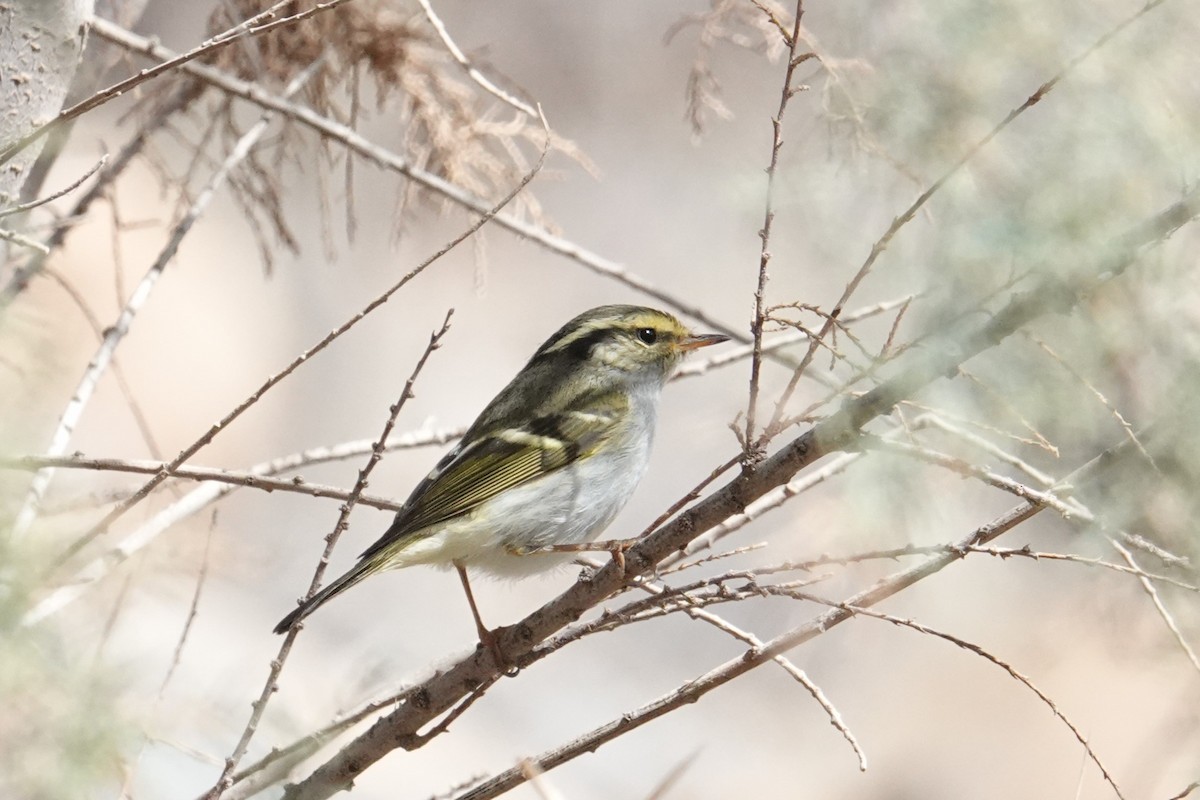 Yellow-browed Warbler - ML615168094