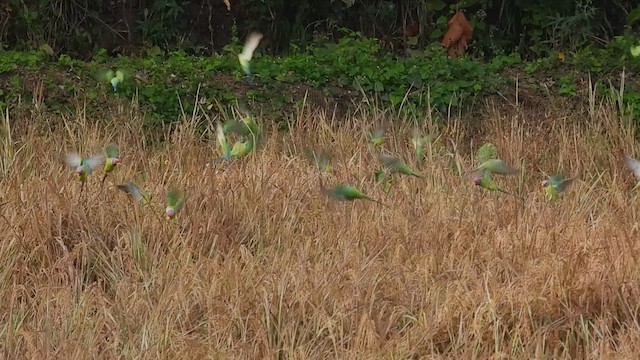 Plum-headed Parakeet - ML615168112