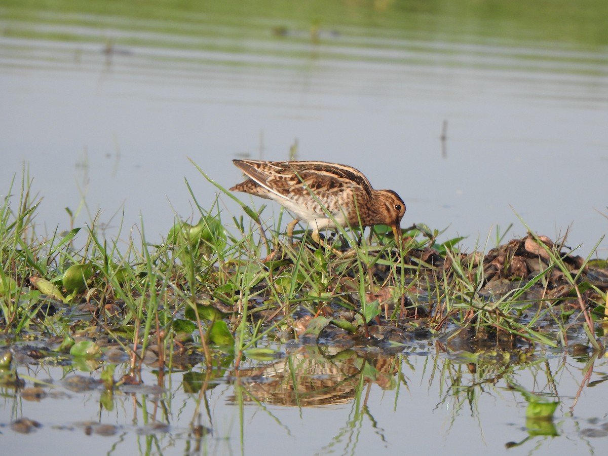 Common Snipe - ML615168114