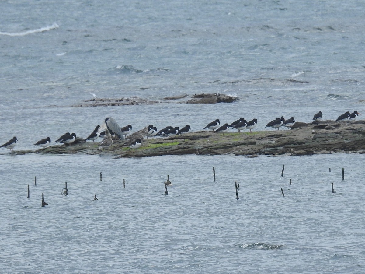 Eurasian Oystercatcher - ML615168127