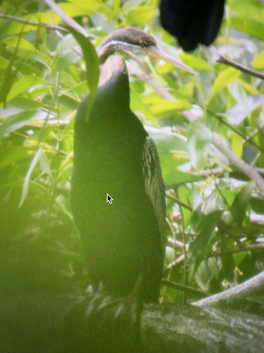 Oriental Darter - ML615168142