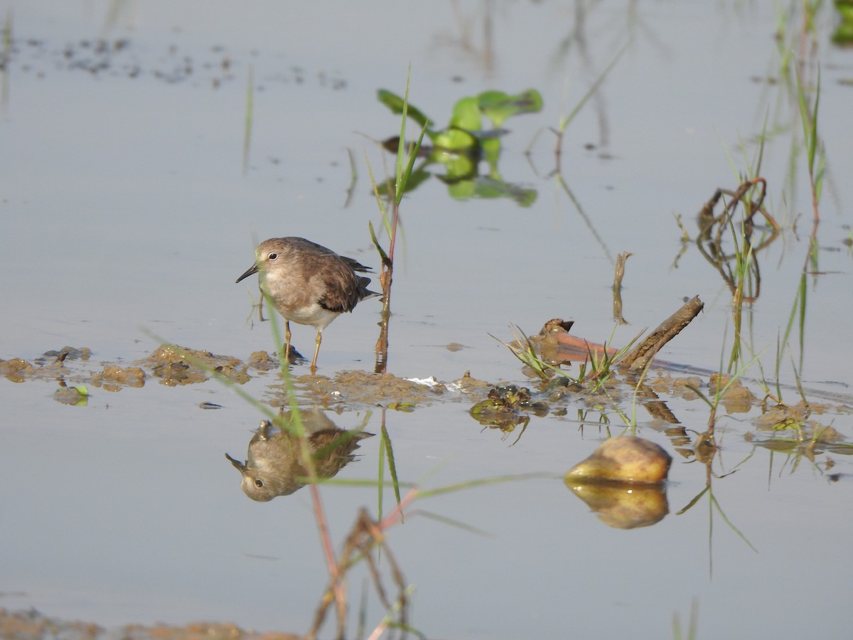 Temminck's Stint - Arulvelan Thillainayagam