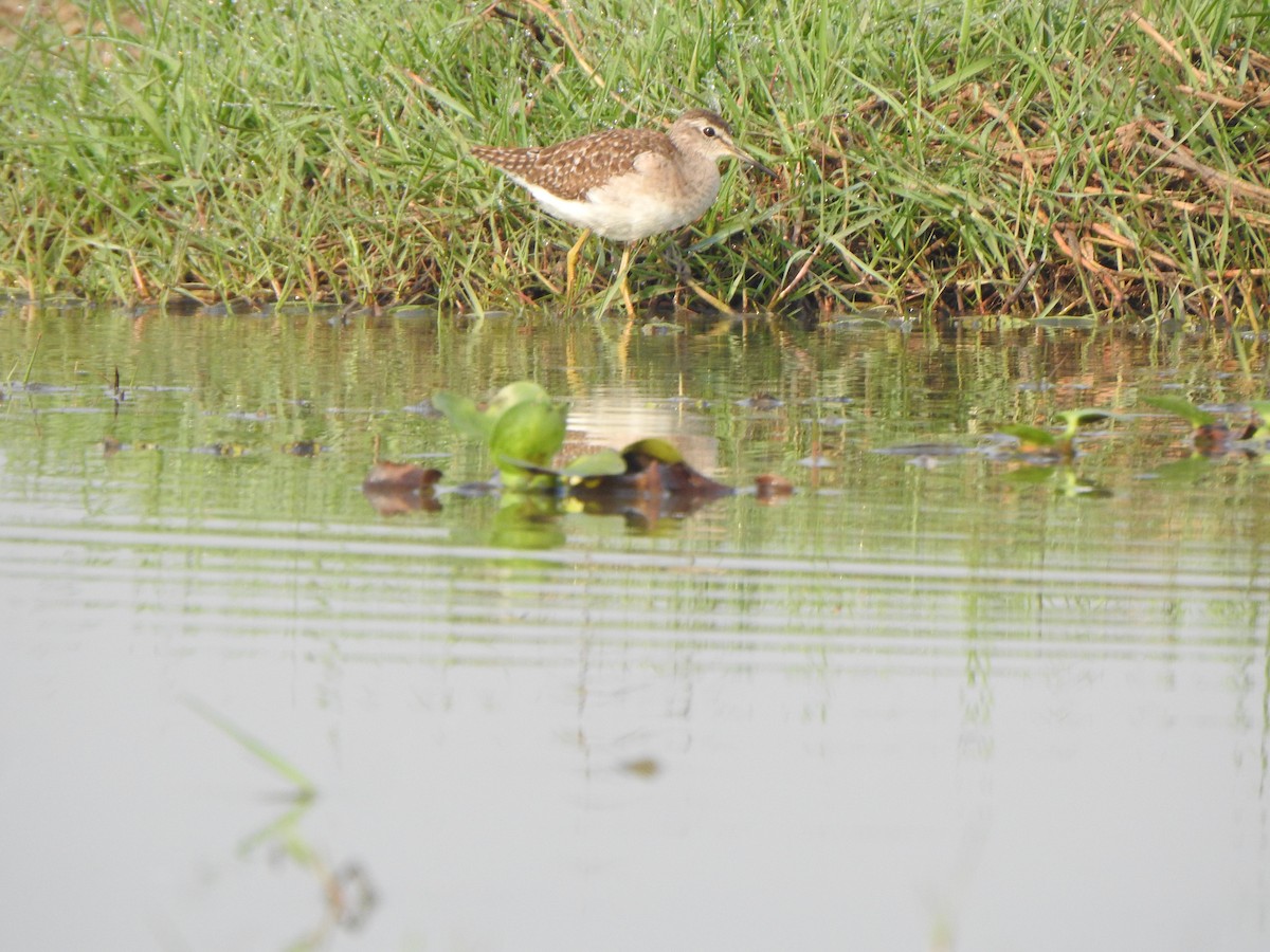 Bruchwasserläufer - ML615168153