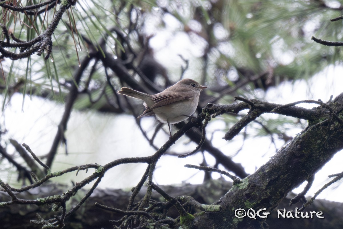 Red-breasted Flycatcher - ML615168155