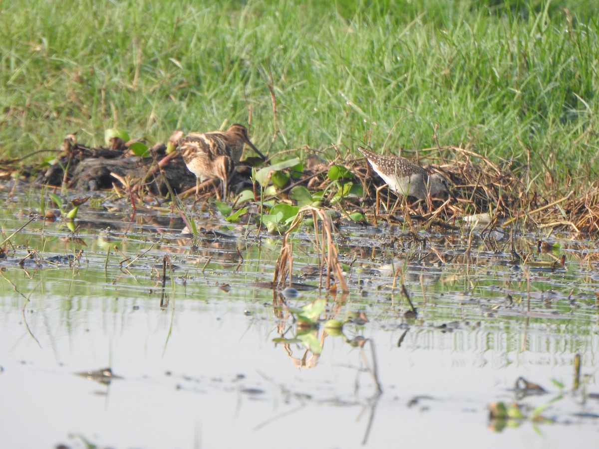 Wood Sandpiper - ML615168160