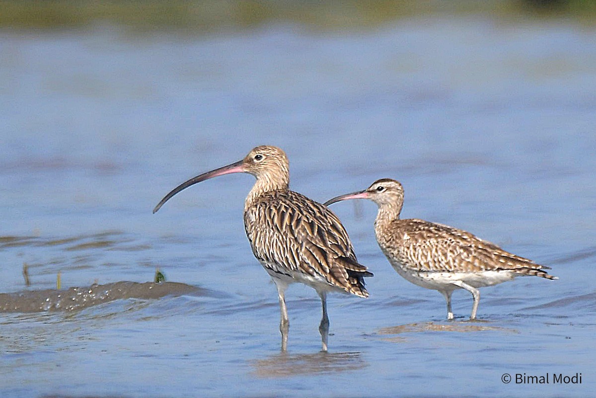 Whimbrel - Bimal Modi