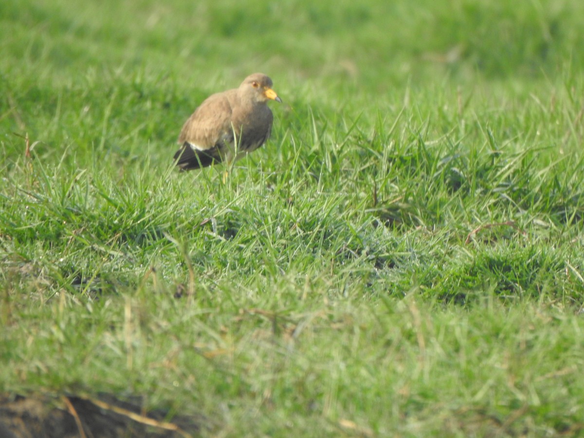 Gray-headed Lapwing - Arulvelan Thillainayagam