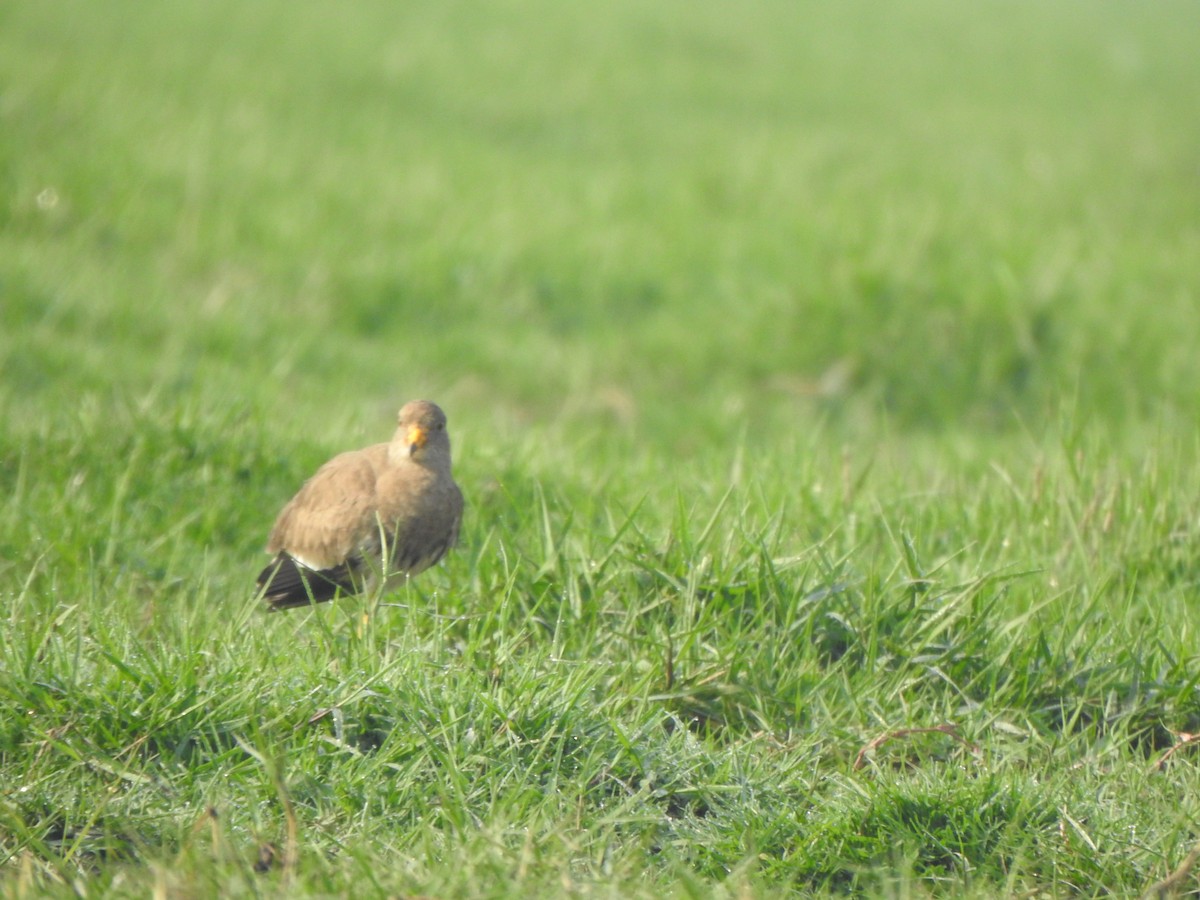 Gray-headed Lapwing - Arulvelan Thillainayagam