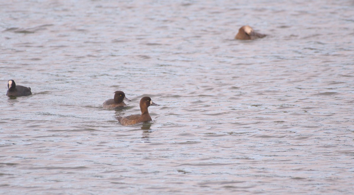Greater Scaup - ML615168193