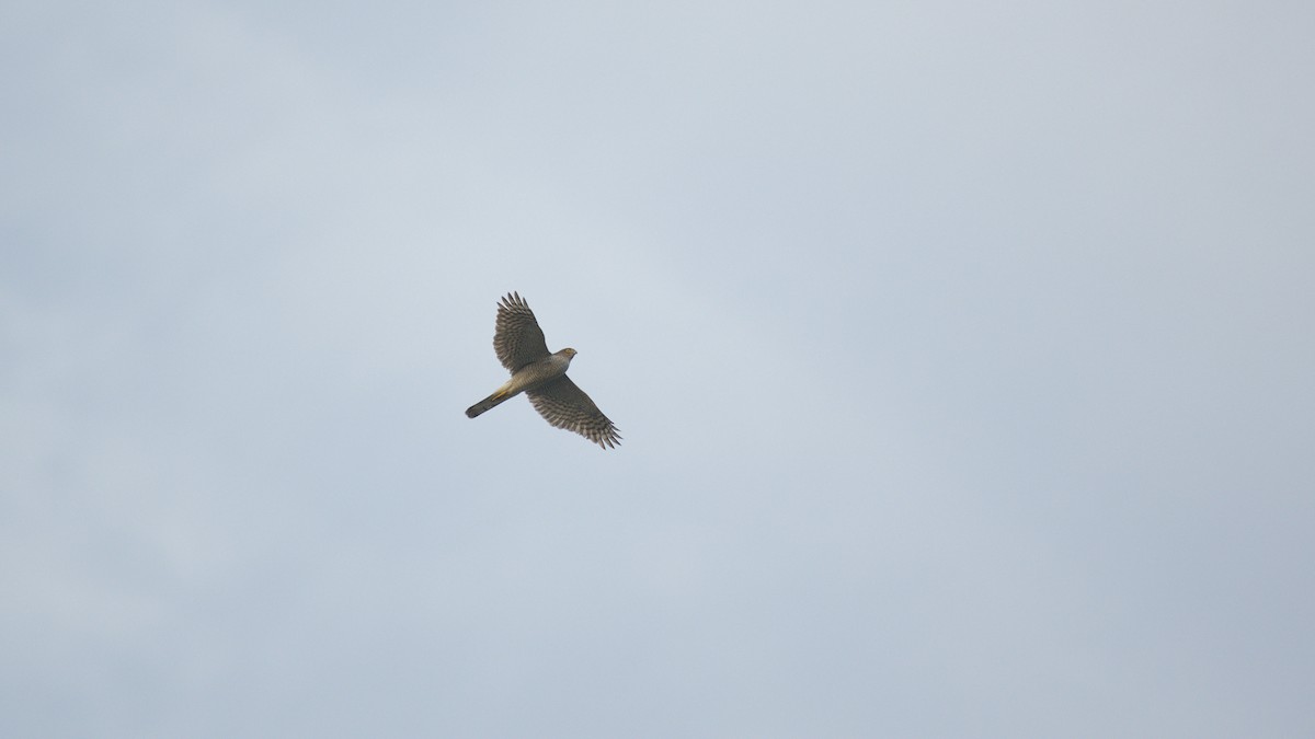 Eurasian Sparrowhawk - ML615168204