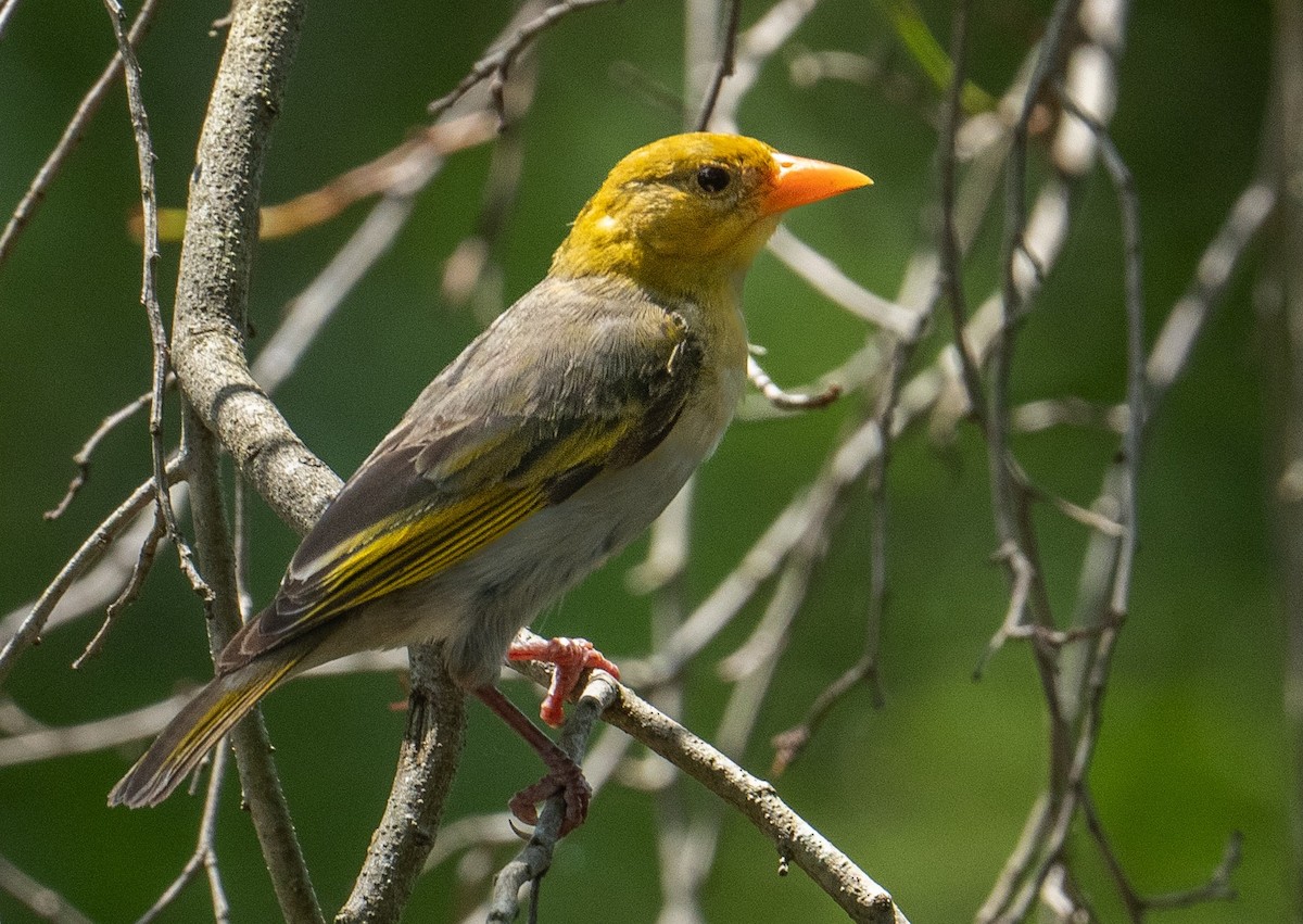 Red-headed Weaver - ML615168245