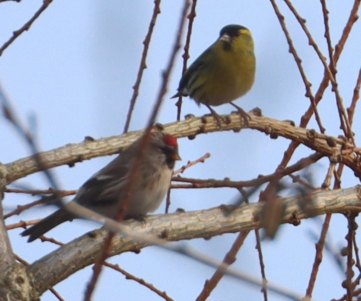 Common Redpoll (flammea) - ML615168255