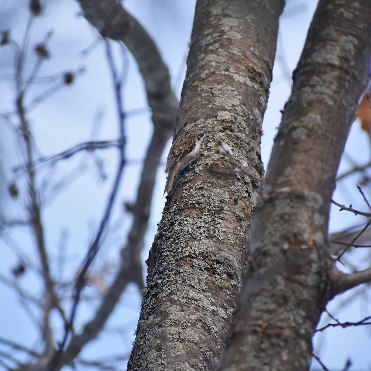 Brown Creeper - ML615168257