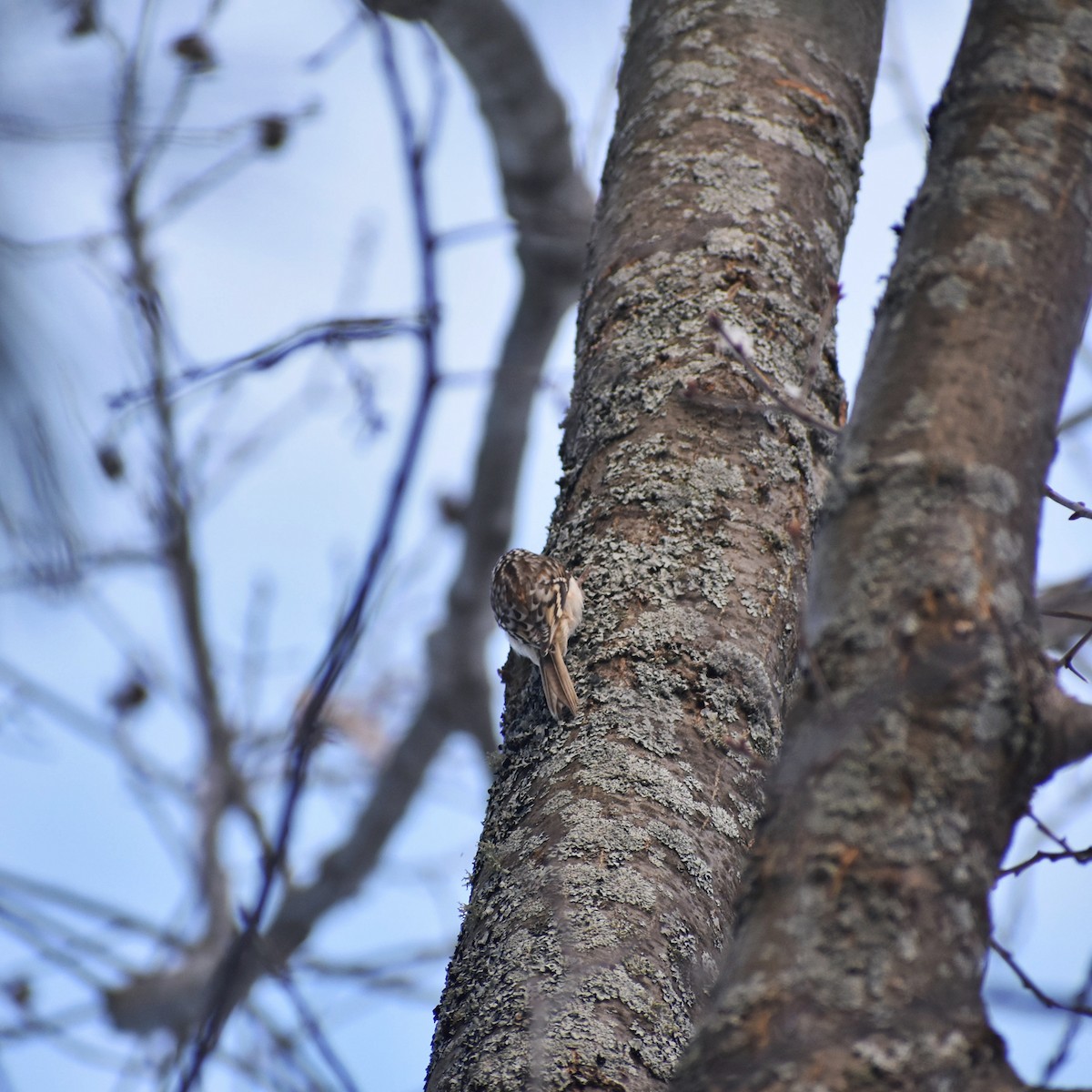 Brown Creeper - ML615168258