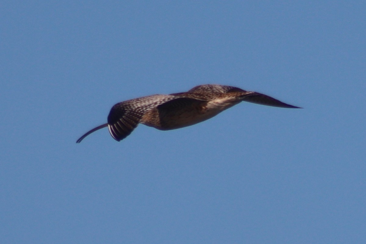 Far Eastern Curlew - David Morrison