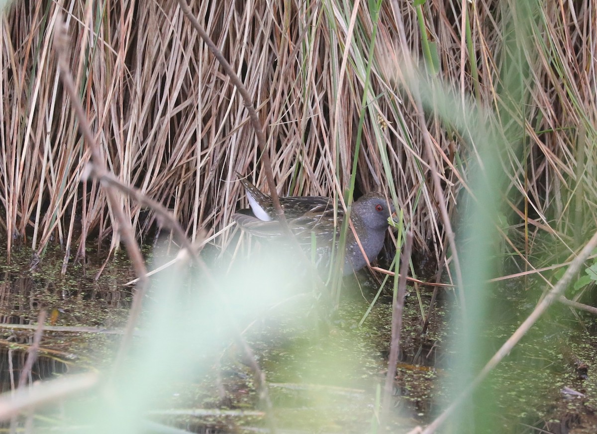 Australian Crake - Steven Edwards