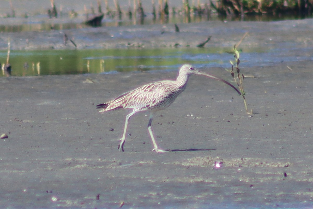 Far Eastern Curlew - ML615168452