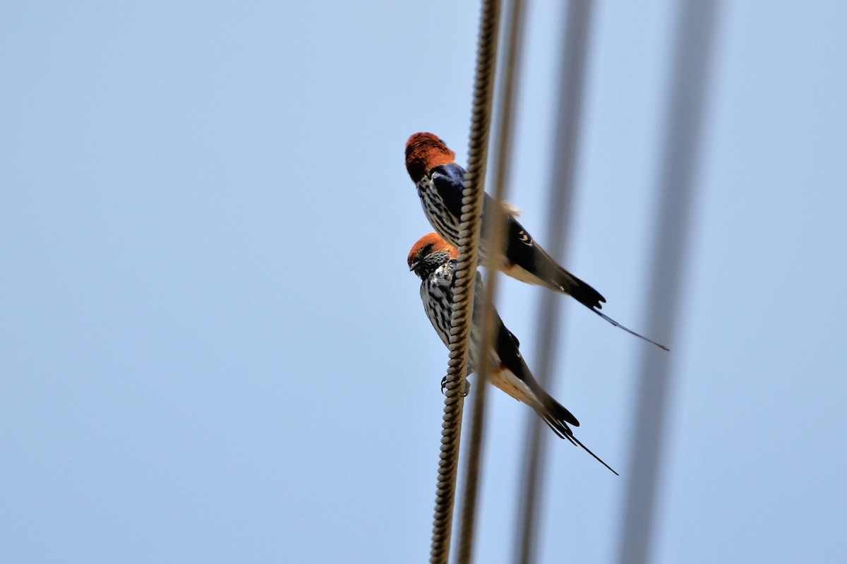 Lesser Striped Swallow - ML615168505