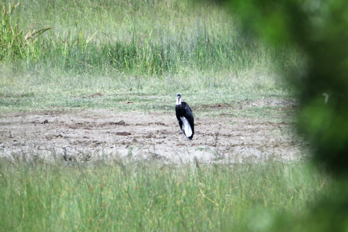 African Woolly-necked Stork - ML615168540