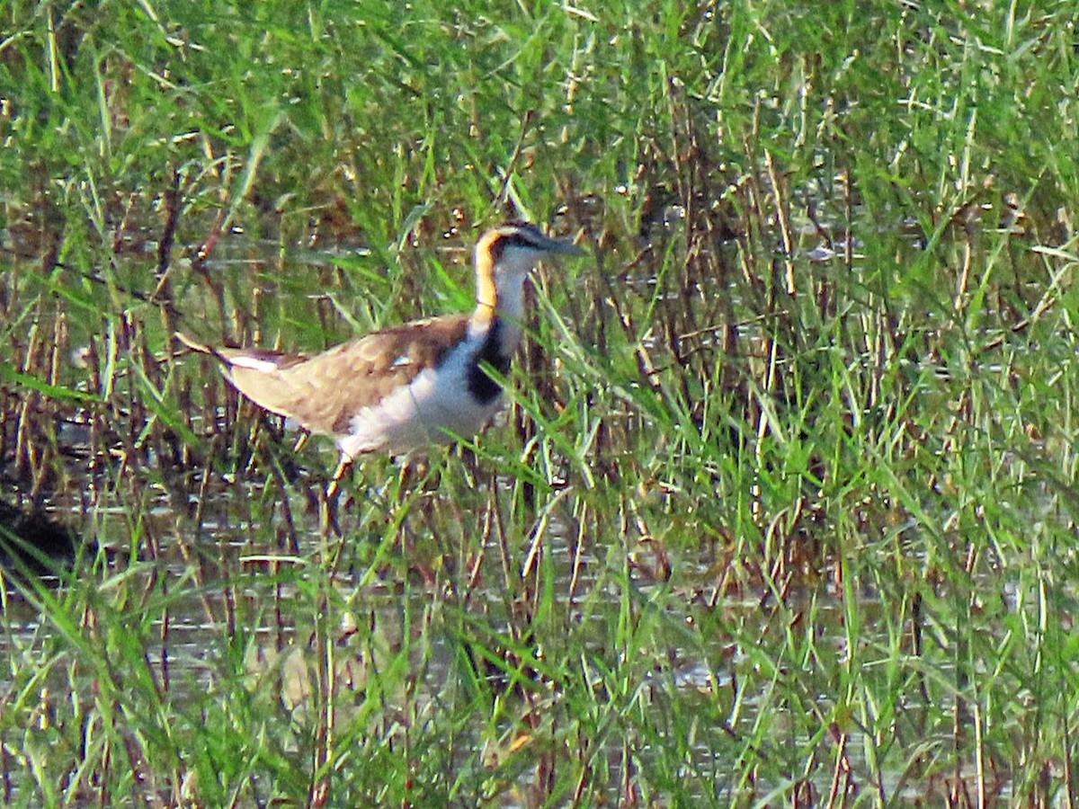 Pheasant-tailed Jacana - ML615168605