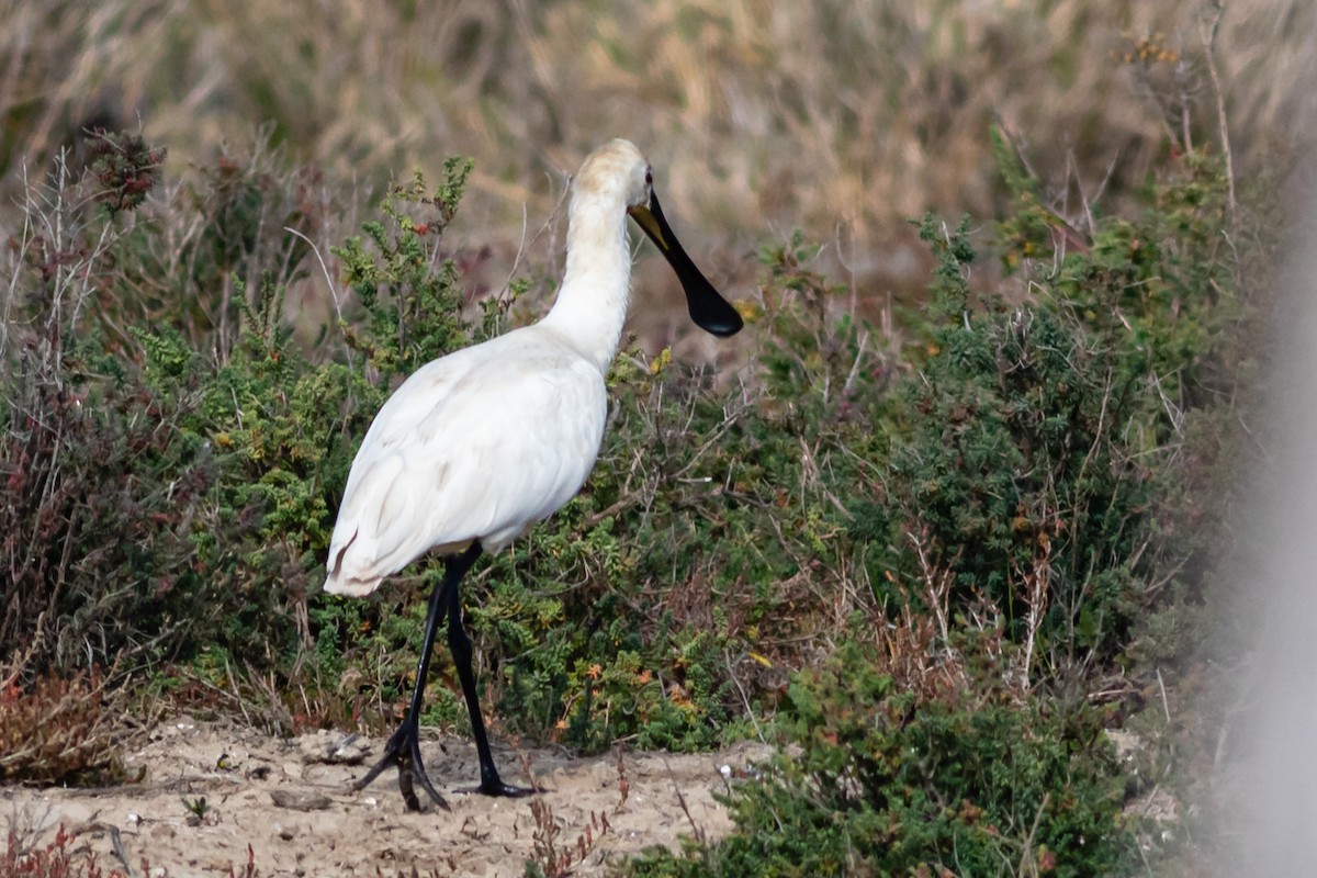 Eurasian Spoonbill - ML615168636