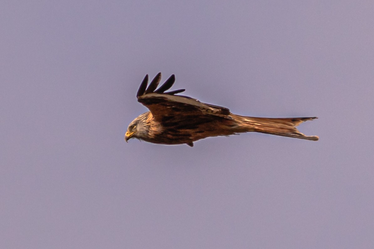 Red Kite - ML615168642