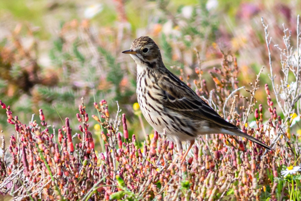 Meadow Pipit - ML615168681