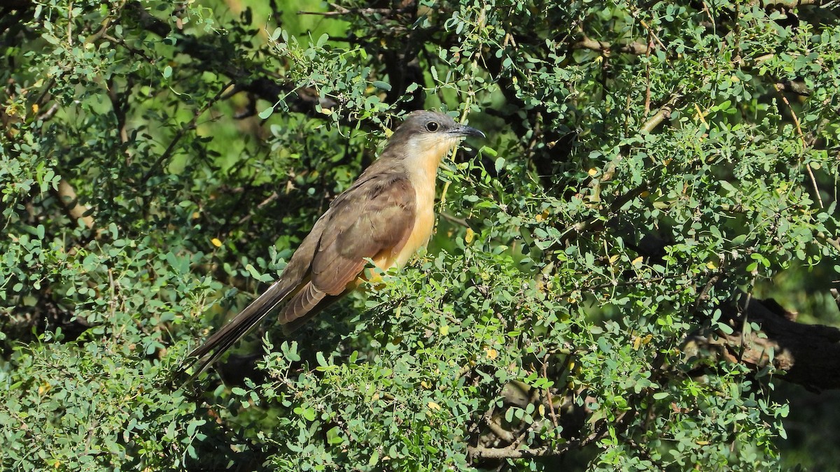 Dark-billed Cuckoo - ML615168722