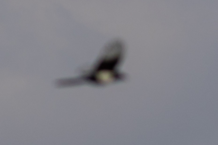 Eurasian Magpie - ML615168733