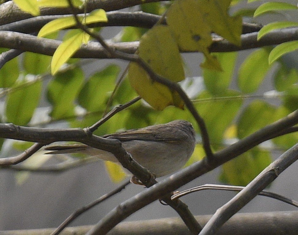 Dusky Warbler - Chitra Shanker