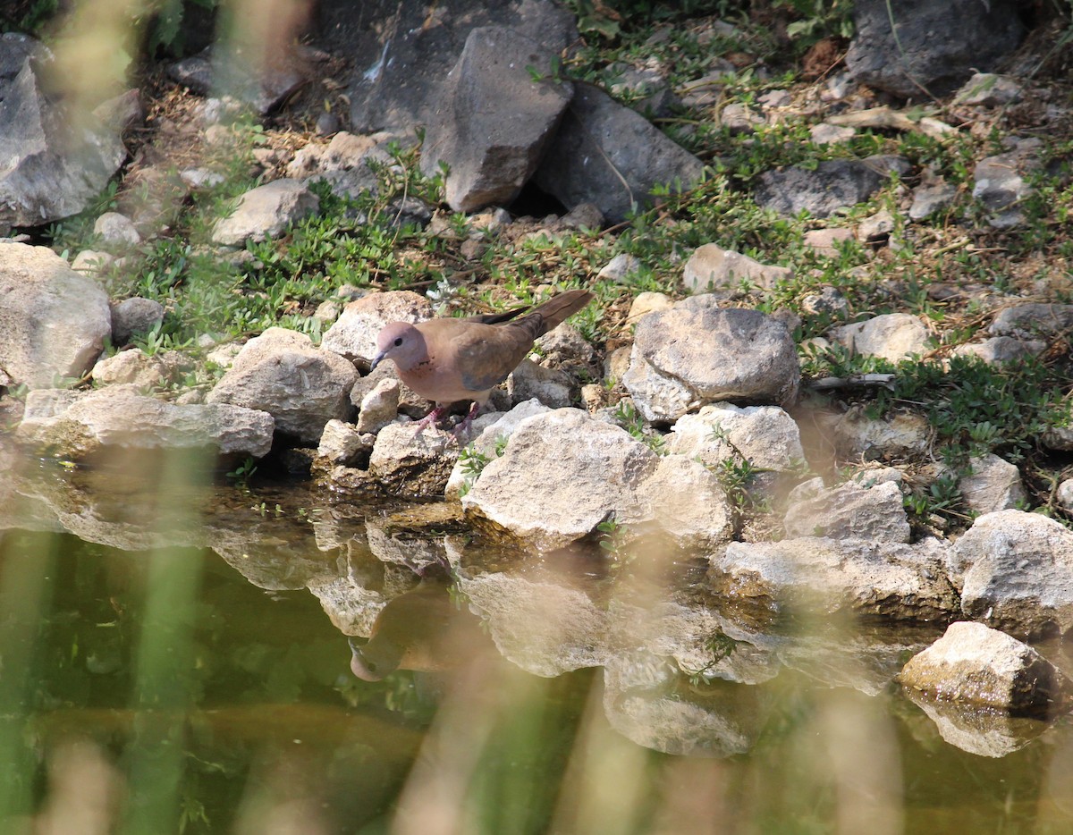 Laughing Dove - ML615168848