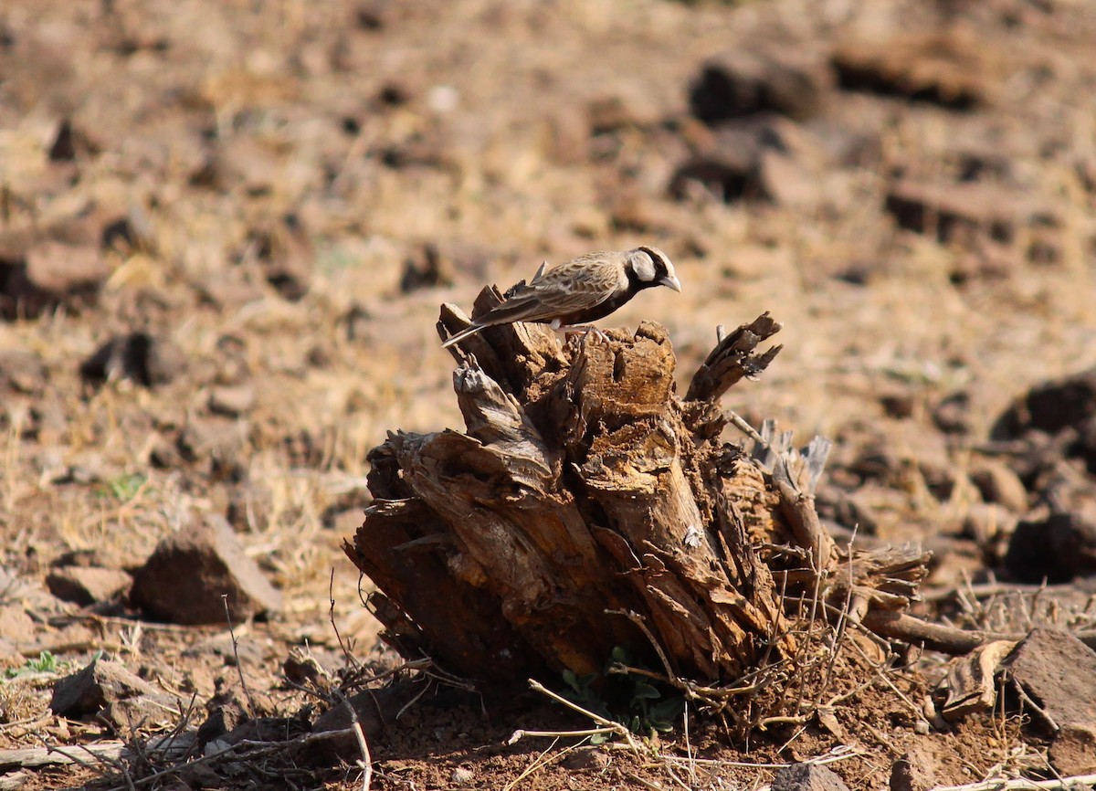 Ashy-crowned Sparrow-Lark - ML615168863