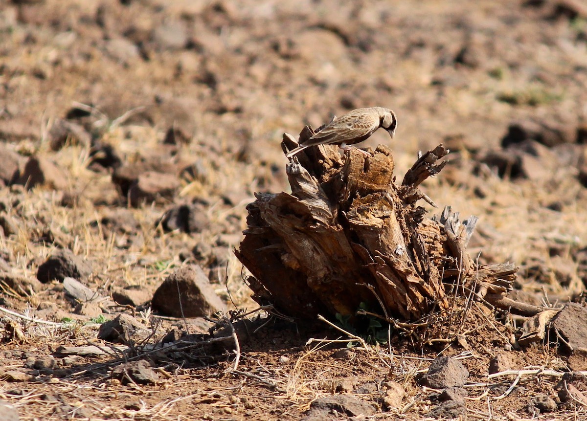 Ashy-crowned Sparrow-Lark - ML615168864