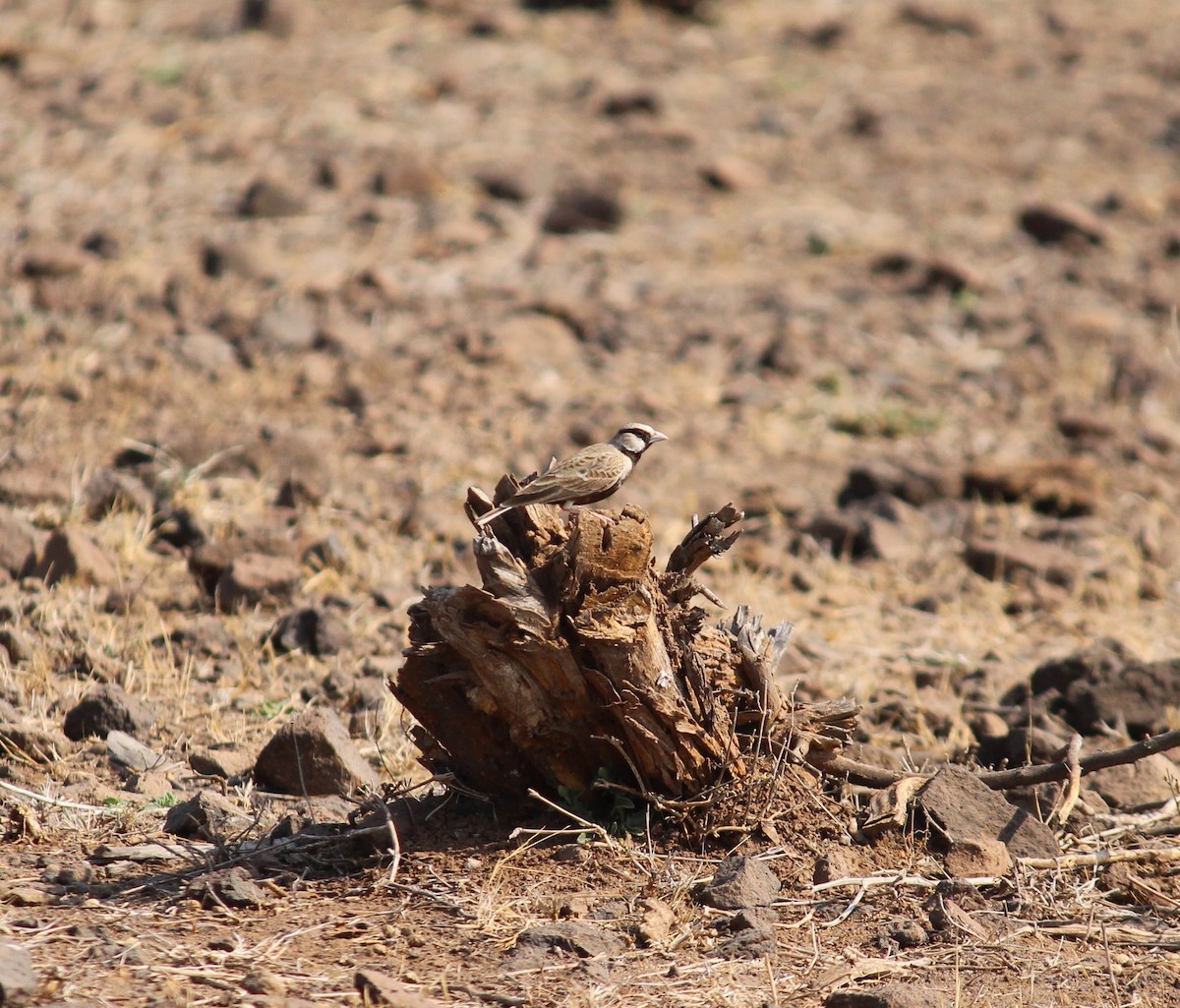 Ashy-crowned Sparrow-Lark - ML615168866