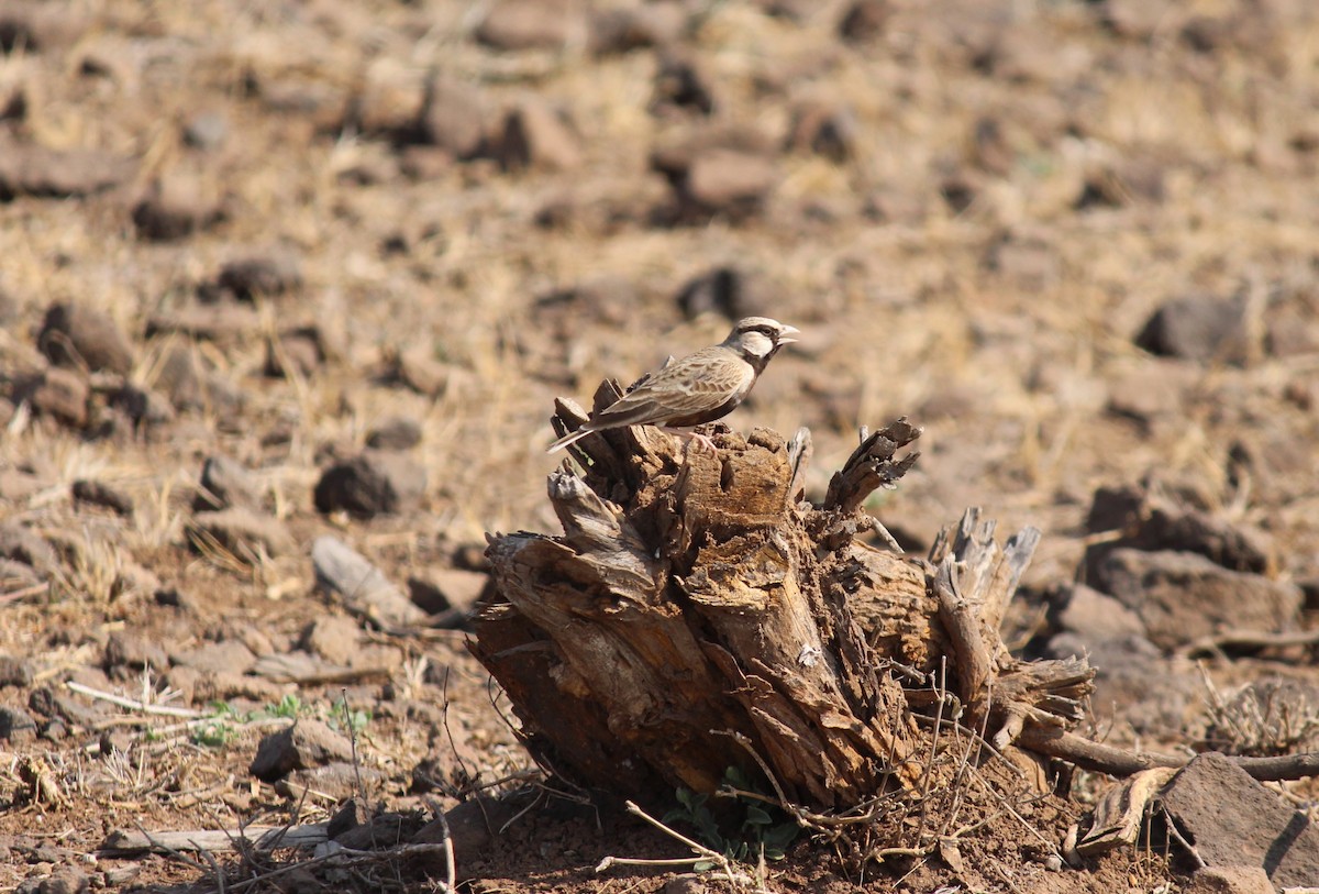 Ashy-crowned Sparrow-Lark - ML615168867