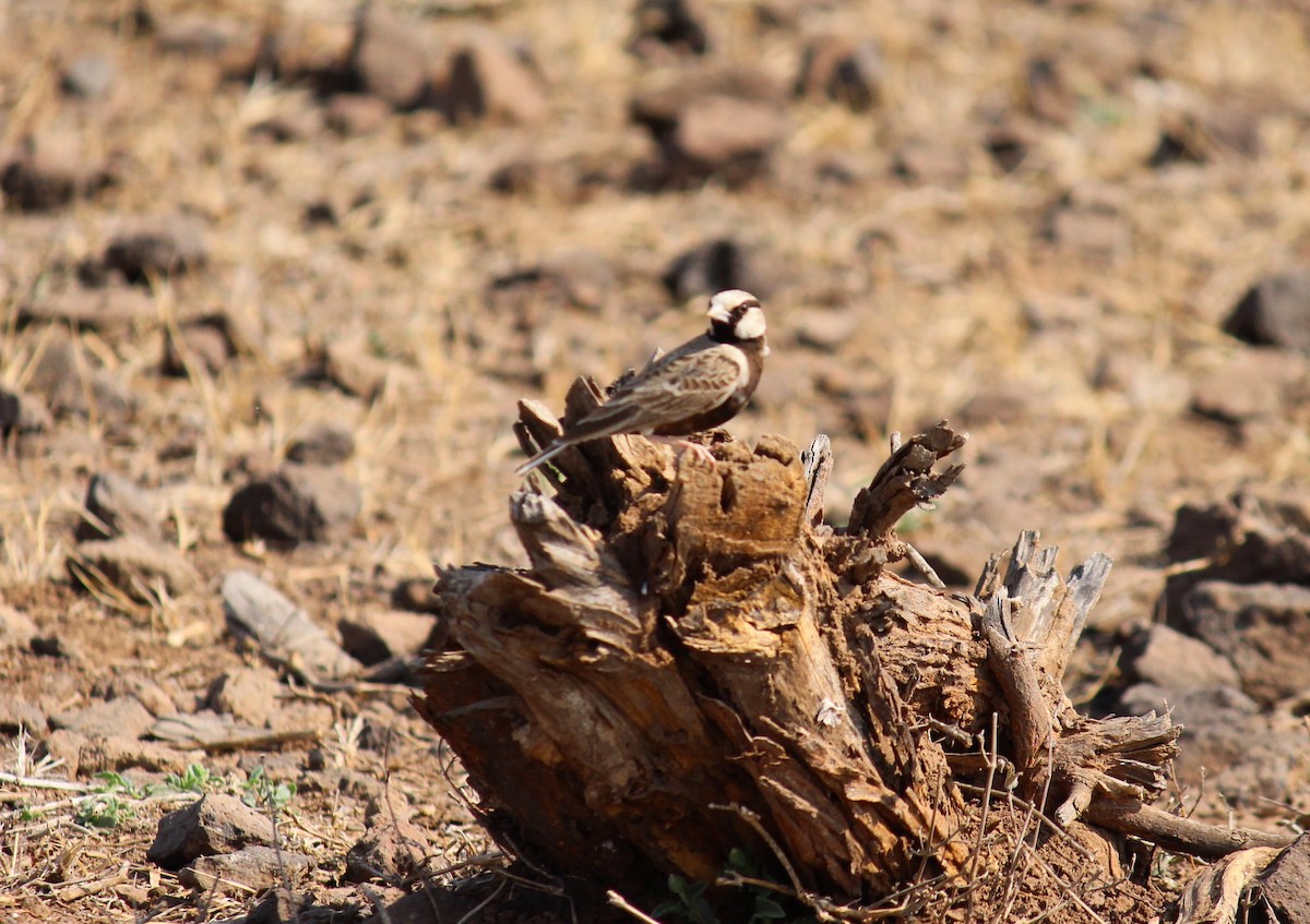 Ashy-crowned Sparrow-Lark - ML615168868