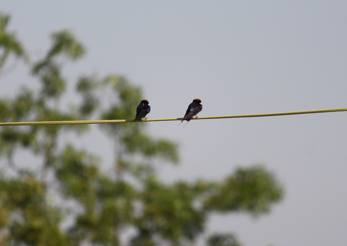 Wire-tailed Swallow - ML615168869