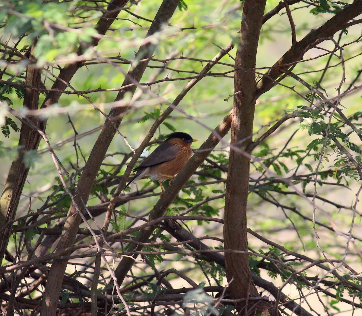 Brahminy Starling - ML615168882