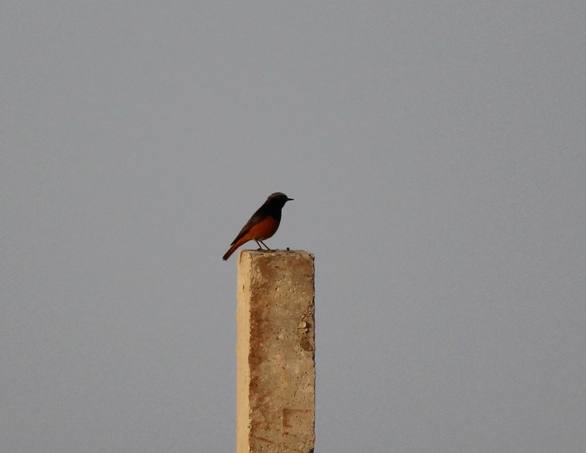 Black Redstart - ML615168892