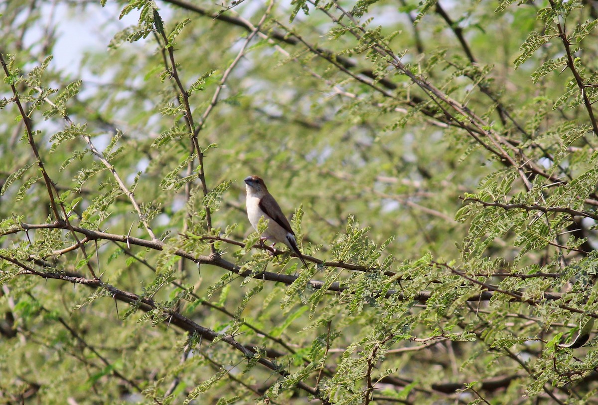 Indian Silverbill - ML615168896