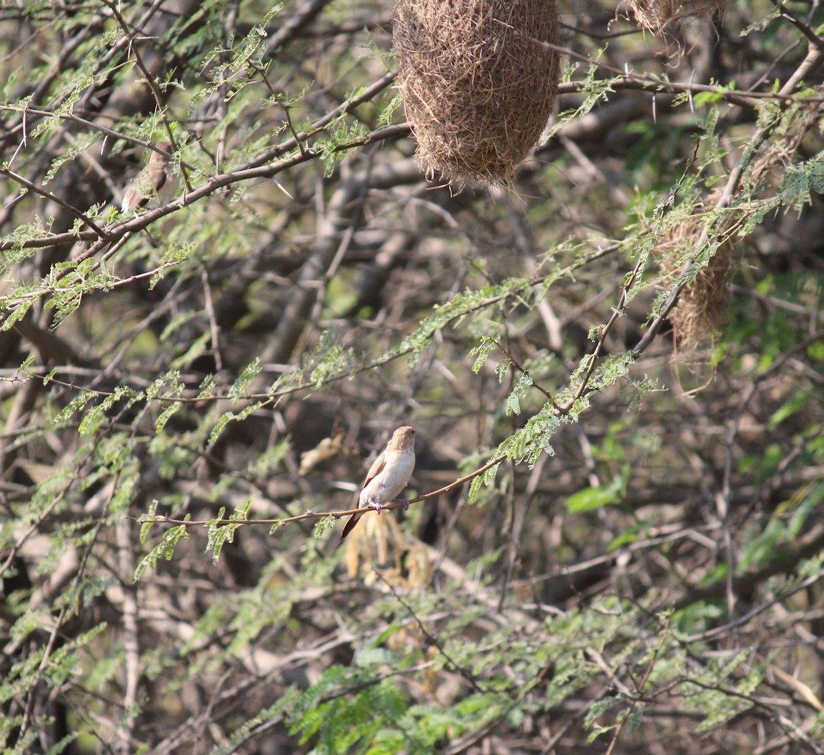 Indian Silverbill - ML615168897