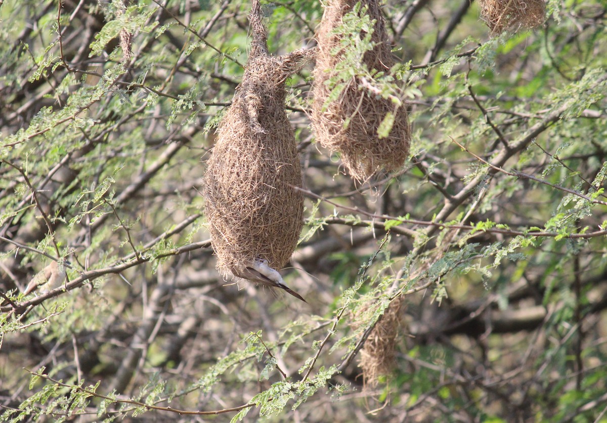 Indian Silverbill - ML615168898