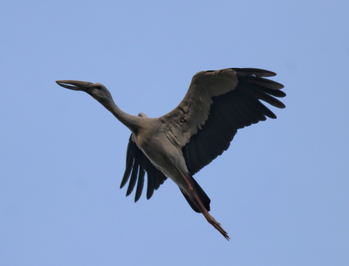 Asian Openbill - ML615168900